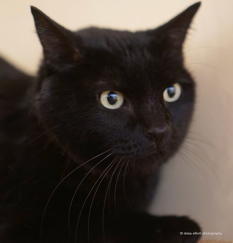 Adopt a friend: Noir